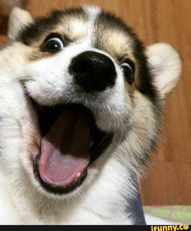 fofo, catioro