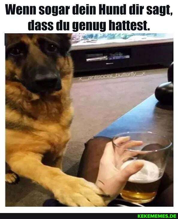 Wenn sogar dein Hund dir sagt, dass du genug hattest.