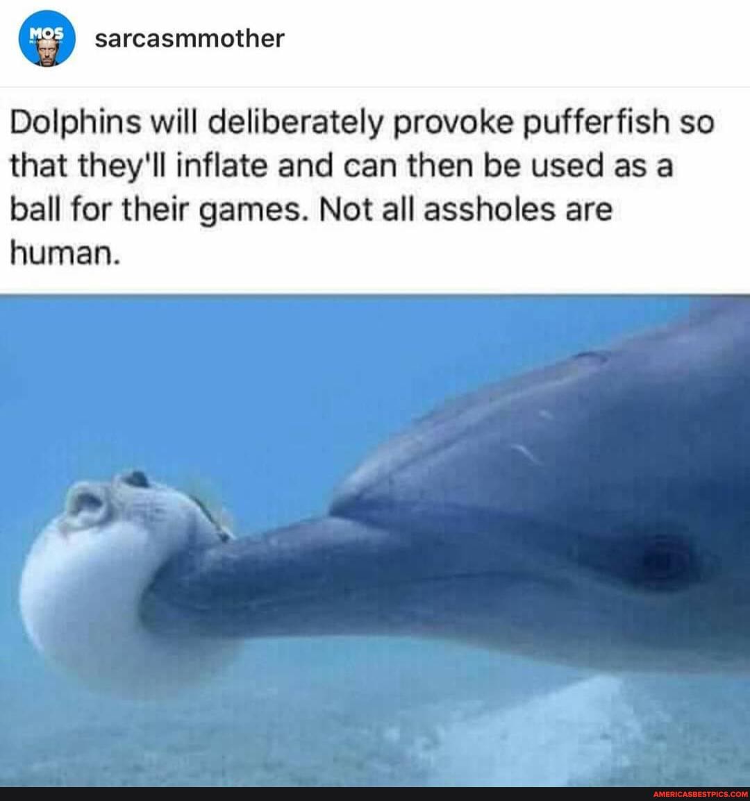 sarcasmmother
Dolphins will deliberately provoke pufferfish so
that they'll inflate and can then be used as a ball for their games. Not all assholes are human.