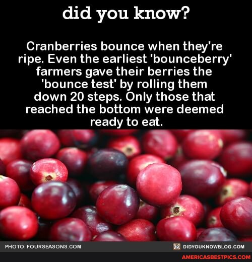 Did you know? Cranberries bounce when they're ripe. Even the earliest