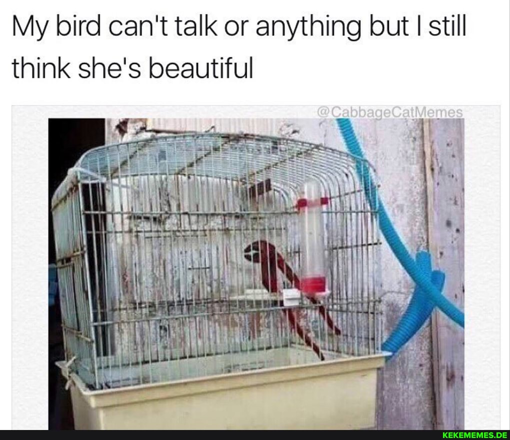My bird can't talk or anything but I still think she's beautiful
