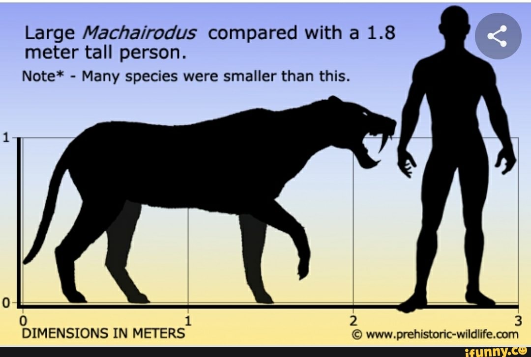 Large Machairodus compared with a 1.8 meter tall person. Many species ...