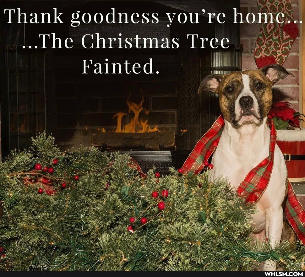 Thank goodness you're home...
...The Christmas Tree
Fainted.
