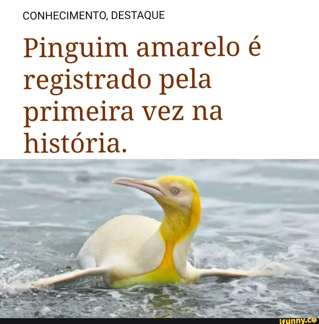 CONHECIMENTO, DESTAQUE
Pinguim amarelo é registrado pela primeira vez na história.
