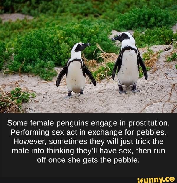 Some Female Penguins Engage In Prostitution Performing Sex Act In