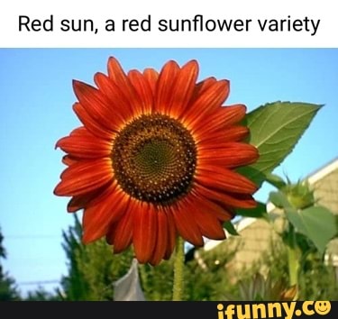 Red sun, red sunflower variety