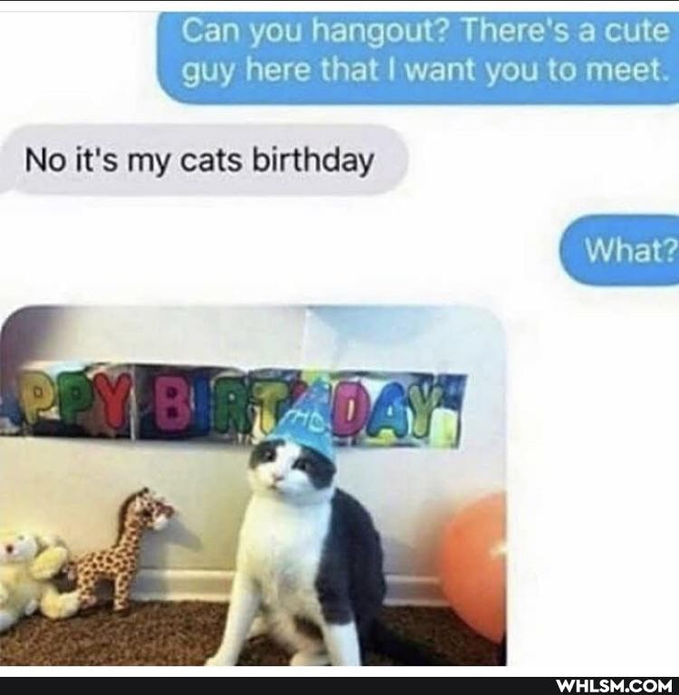 I Can you hangout? There's a cute guy here that want you to meet.
What?
No it's my cats birthday