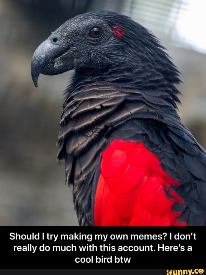 Should try making my own memes? I don't really do much with this account. Here's a cool bird btw - Should I try making my own memes? I don’t really do much with this account. Here’s a cool bird btw