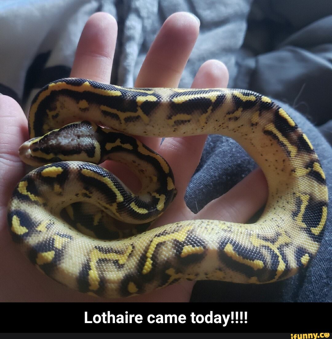Lothaire came today!!! - Lothaire came today!!!!