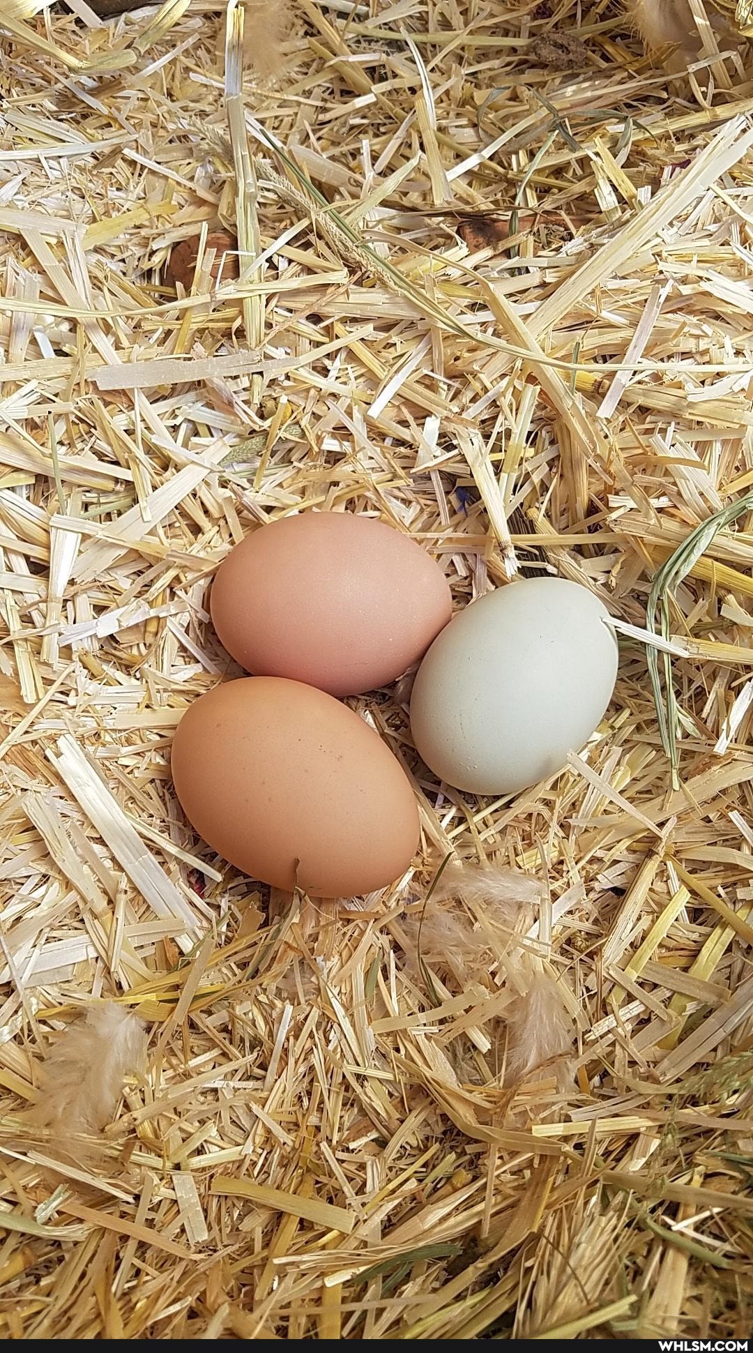 happy_birthday, pets, ilovemychickens, hypevote