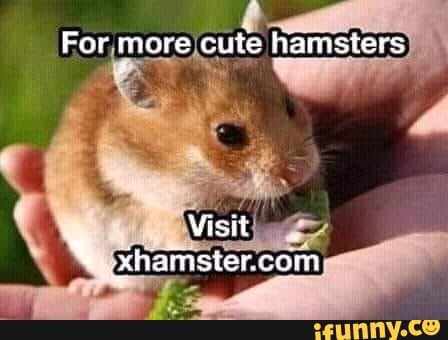 448px x 340px - Hamsterporn memes. Best Collection of funny Hamsterporn pictures on iFunny  Brazil