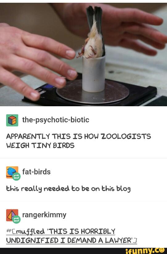 . the-psychotic-biotic
APPARENTLY THIS IS HOV ZOOLOGISTS
WEIGH TINY BIRDS
this reaLLg needed to be on this Hog
**Emuíjled ”THIS IS HORRIBLY
UNDIGNIFIED I DEMAND A LAUYER'J