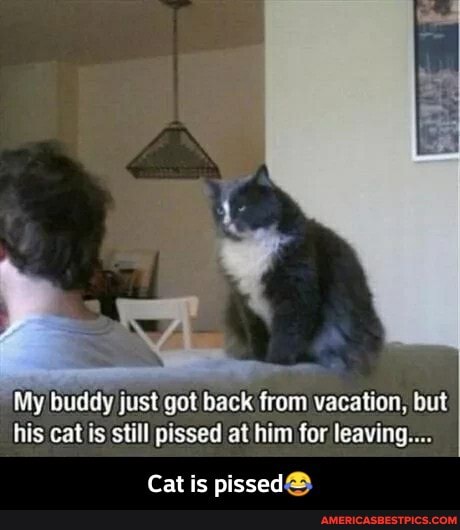 My buddy just got back from vacation, but his cat is still pissed at him for leaving...
Cat is - Cat is pissedđŸ˜‚