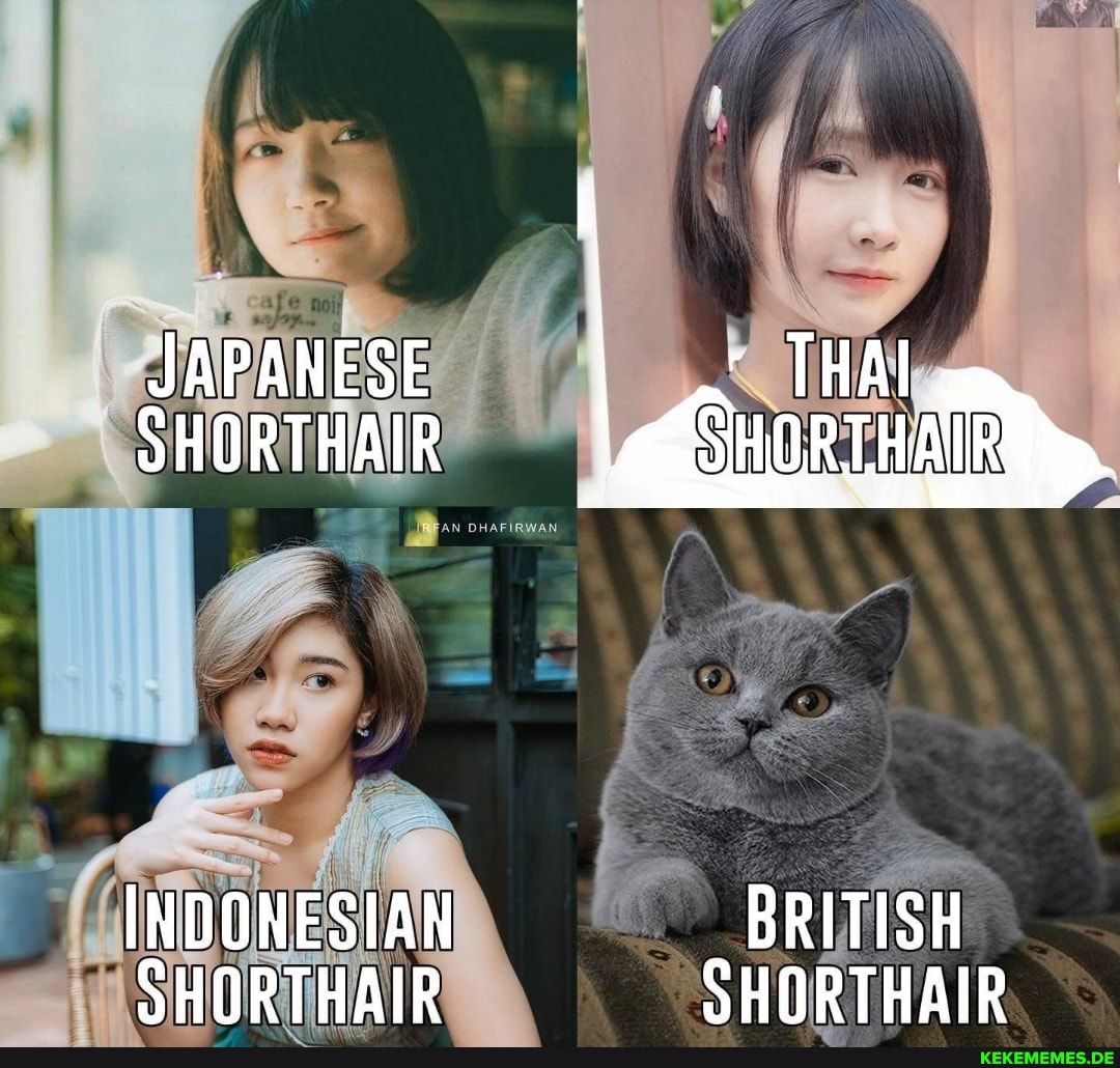 JAPANESE THAl,
SHORTHAIR HORTHATR
INDONESIAN BRITISH SHORTHAIR SHORTHAIR