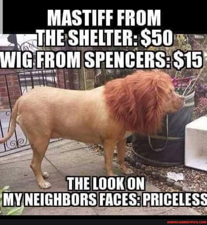 MASTIFF FROM HE SHELTER:
WiG FROM SPLHCERS:
THE LOOK ON My NEIGHEGRS STAGES: PRIGELESS