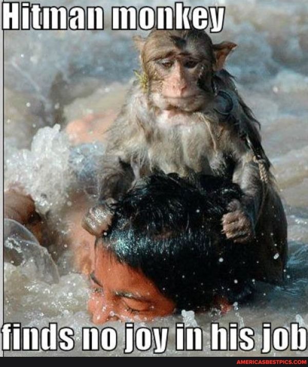 Hitman monkey
finds no joy in his job