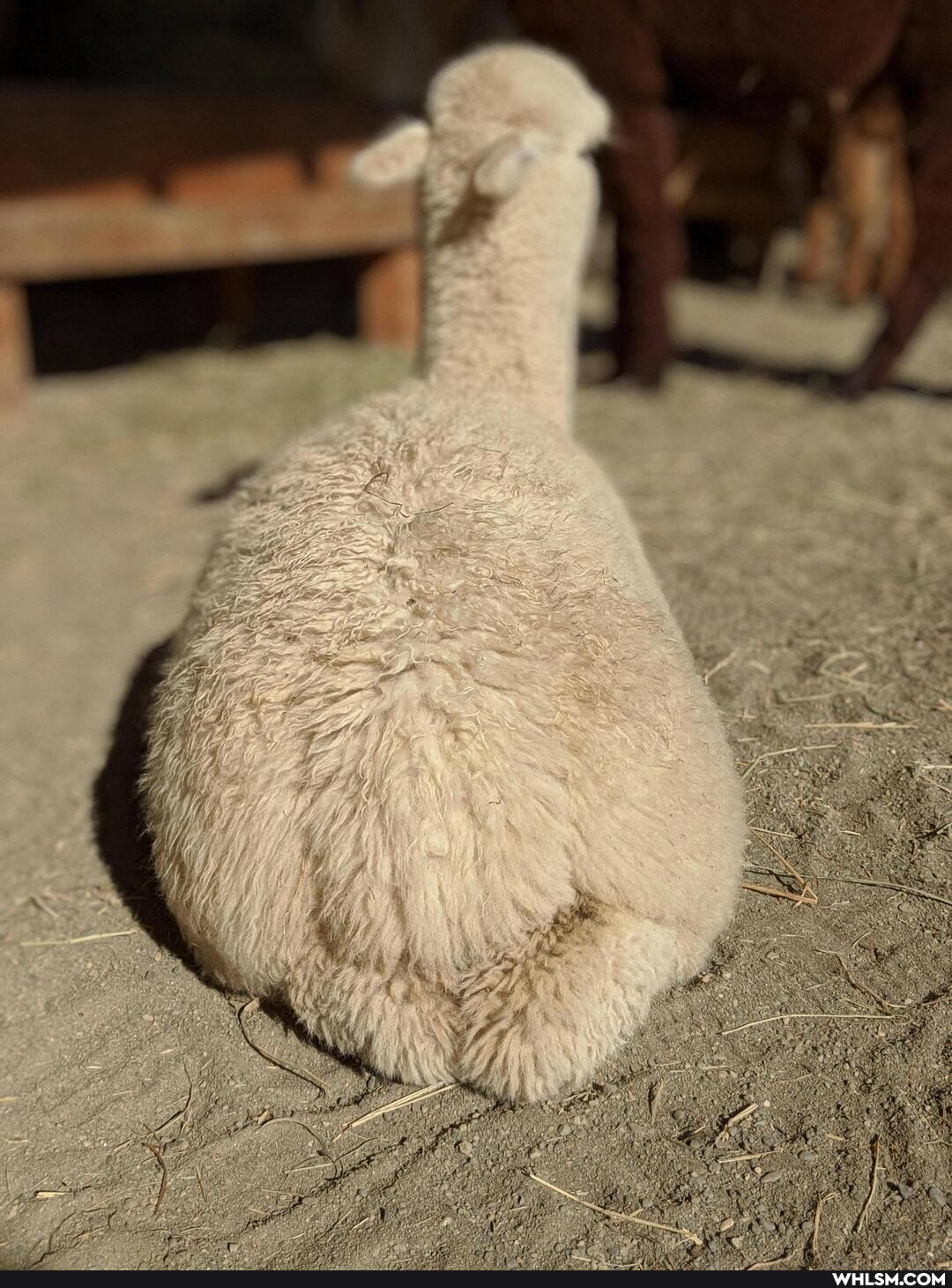 alpaca, aww, baby_animals