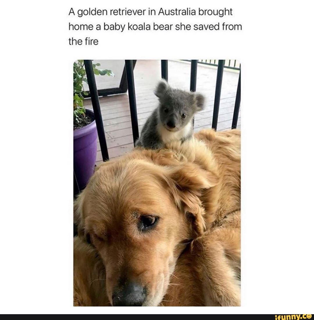 A golden retriever in Australia brought
home a baby koala bear she saved from
the fire