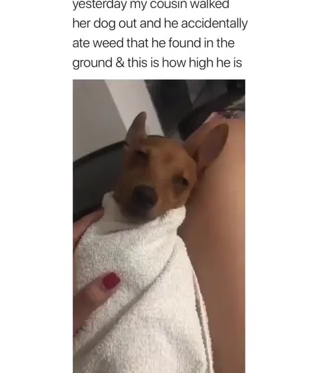 Yesterday My Cousm Walked Her Dog Out And He Accidentally Ate Weed That Found In The Ground This Is How High Ifunny Dog Out And He Accidentally Ate Weed