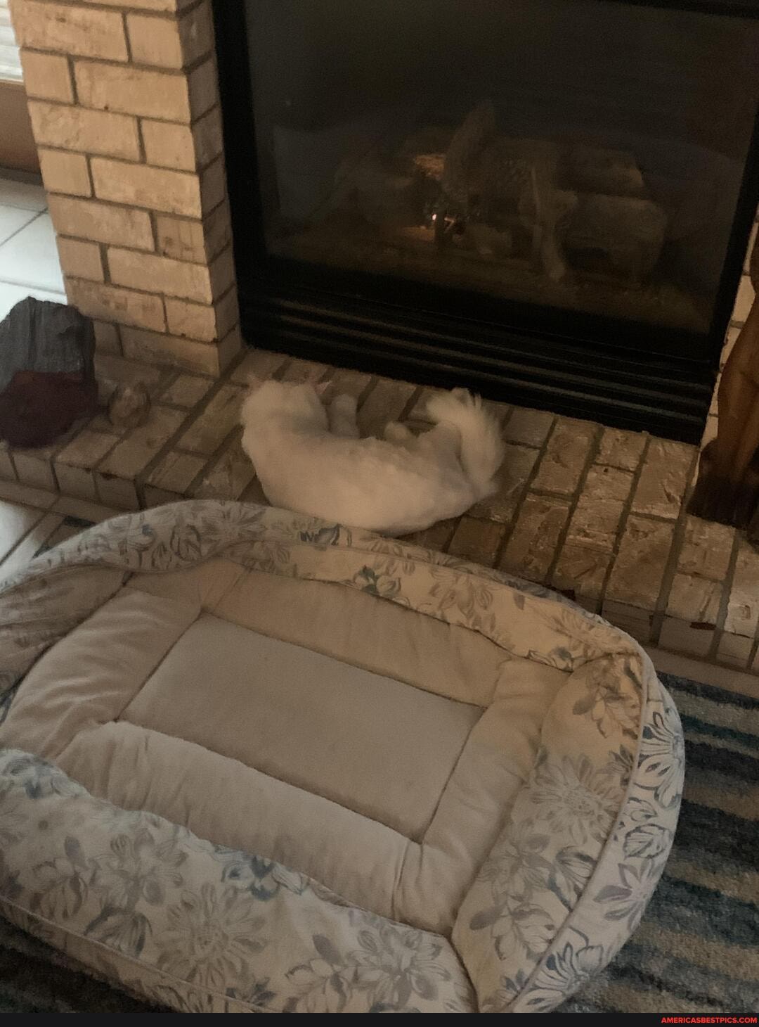 buy, cat, bed, spoil, chooses, bricks