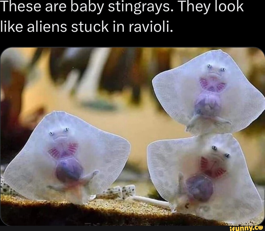 Tnese are baby stingrays. Tiney look like aliens stuck in ravioli. - iFunny
