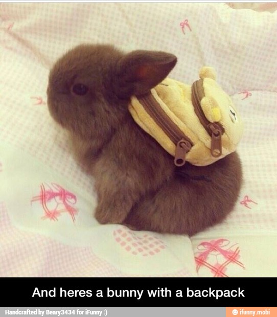 heres a bunny with a backpack - And heres a bunny with a backpack