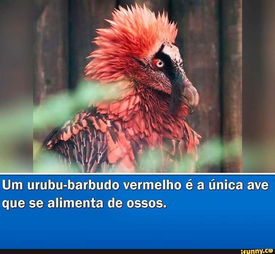 Um urubu-barbudo vermelho única ave que se alimenta de ossos.