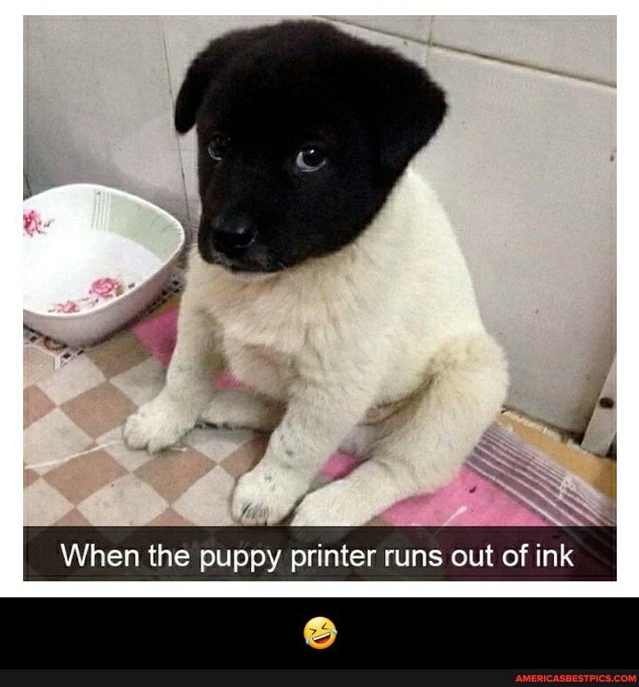 wail
When the puppy printer runs out of ink - 🤣
