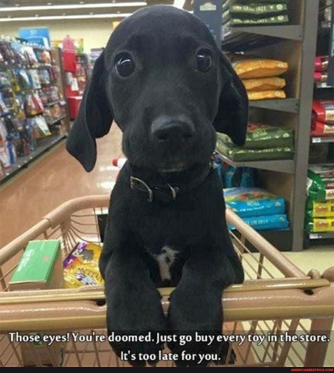 Ta
Those eyes! You're doomed. Just go buy every toy,in thestore.
It's too late for you.