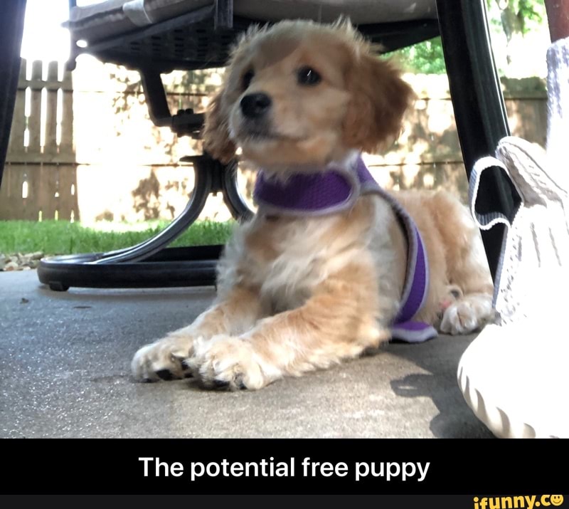 The potential free puppy - The potential free puppy