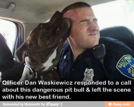 E Dan
Waskiewicz respi
to a call
about this dangerous pit bull left the scene
with his new
best friend.
