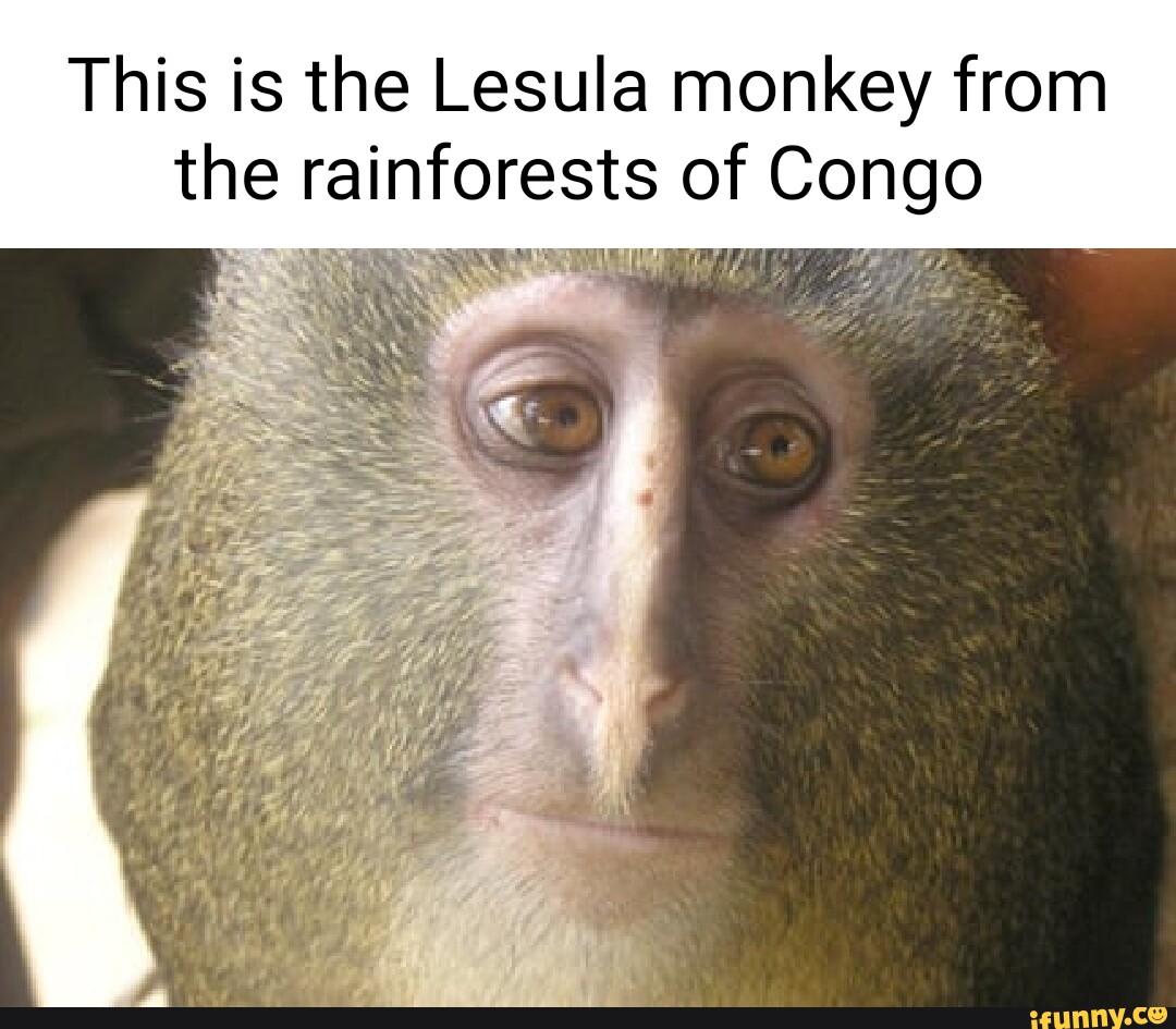 This is the Lesula monkey from the rainforests of Congo - iFunny