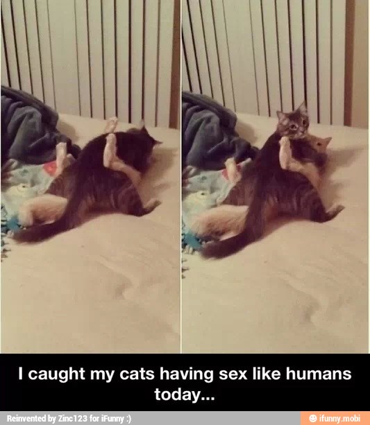 I caught my cats having sex like humans