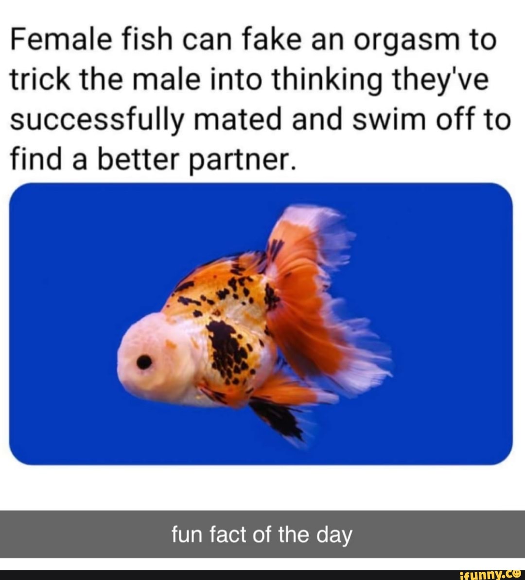 Female fish can fake an orgasm to trick the male into thinking