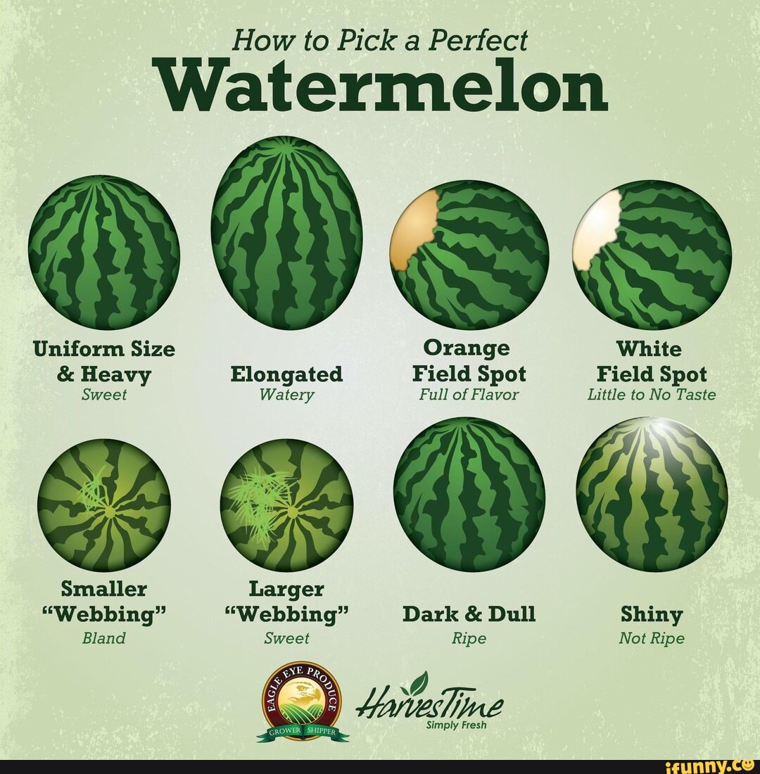 Just Info On Watermelons Definitely Not Code For Anything How To 