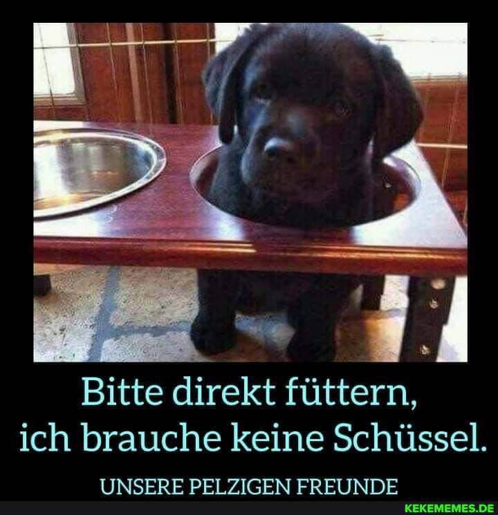 Bitte direkt füttern, ich brauche keine Schüssel.
TTTNTETRBTNDT