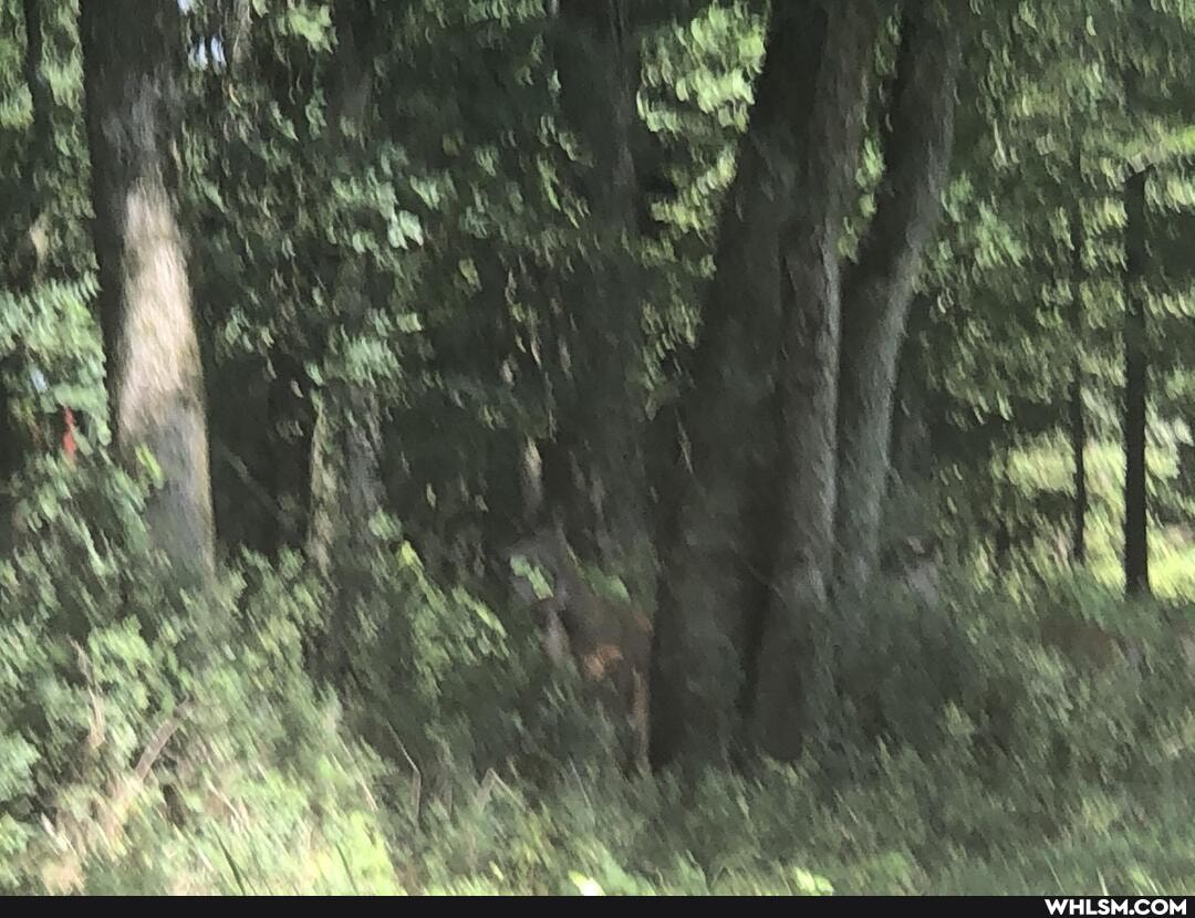 baby_animals, nature, hunting, cute_animal