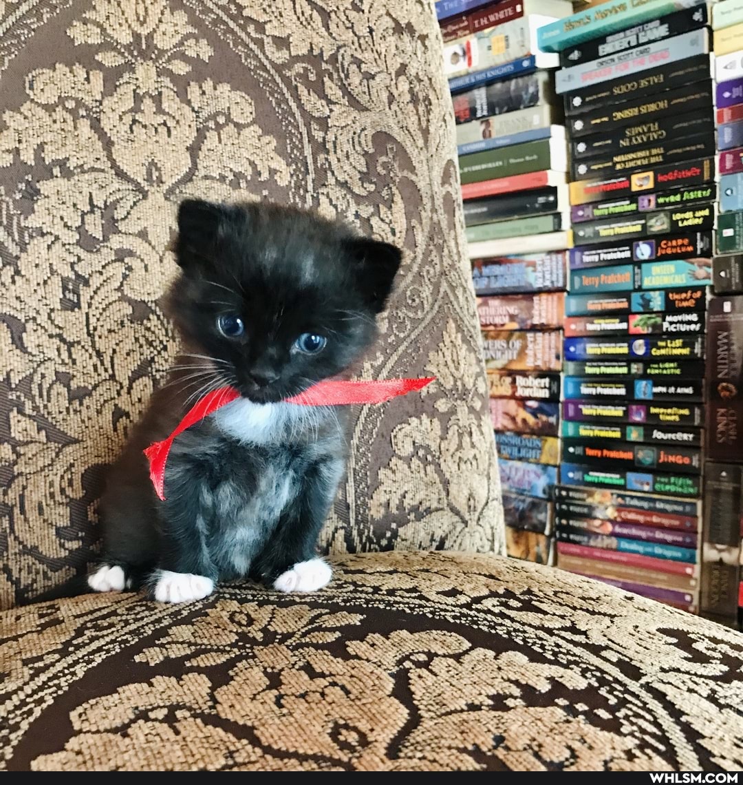 aristocats, kitten, cat, baby_animals, catsofimgur