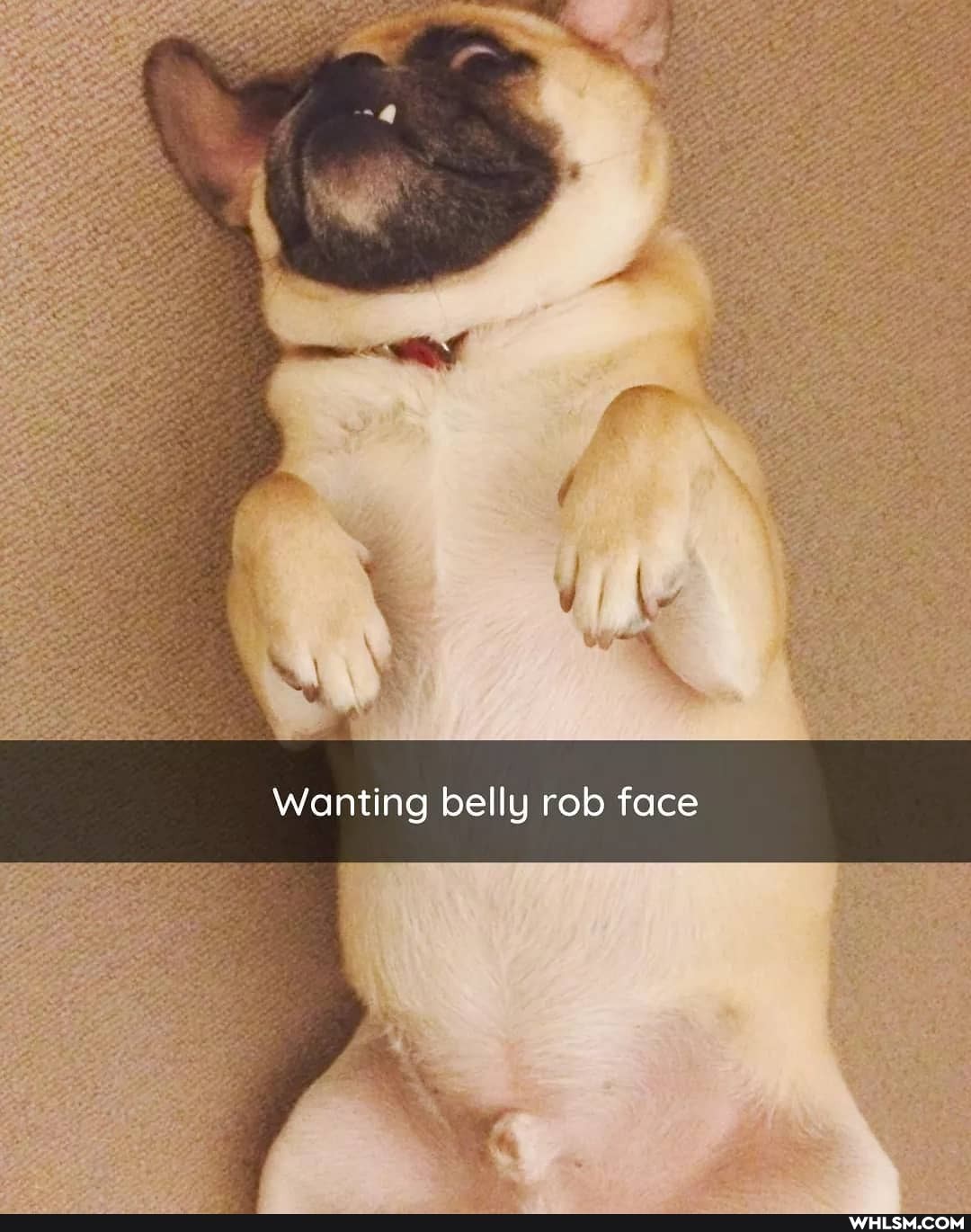 Wanting belly rob face