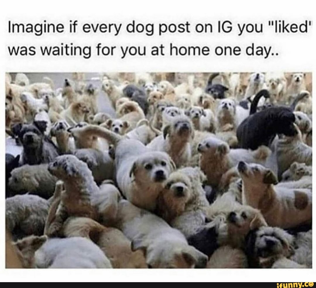 Очень много собак