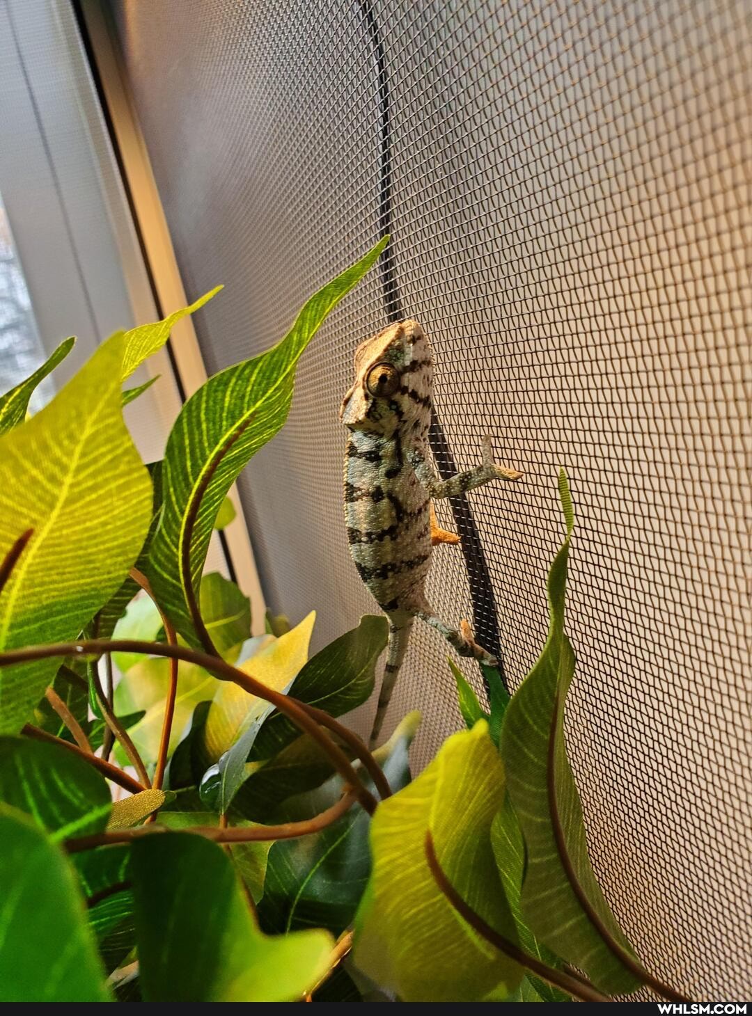 baby_animals, chameleon, panther