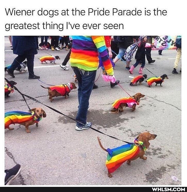 Wiener dogs at the Pride Parade is the WHLSM