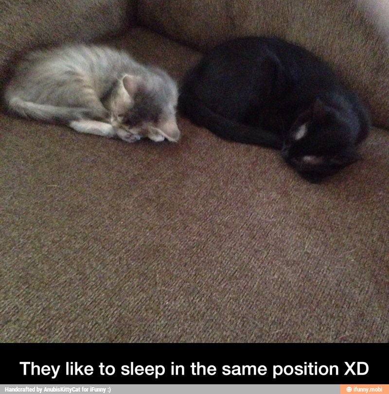 They like to sleep in the same position XD - They like to sleep in the same position XD