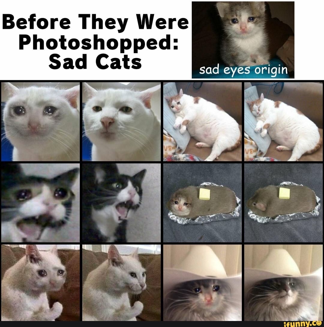 sad cat eyes
