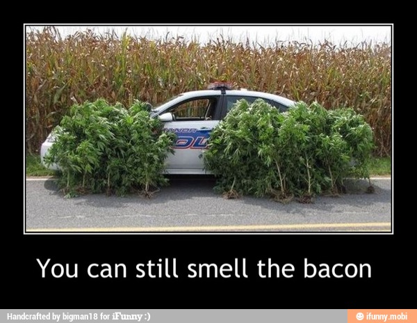 You can still smell the bacon - You can still smell the bacon