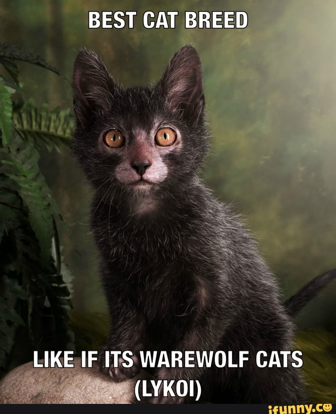 BEST CAT BREED
LIKE IF ITS WAREWOLF CATS
(LYKOI)