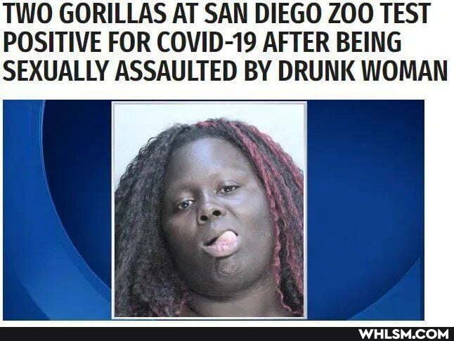 TWO GORILLAS AT SAN DIEGO ZOO TEST POSITIVE FOR COVID-19 AFTER BEING SEXUALLY ASSAULTED BY DRUNK WOMAN
