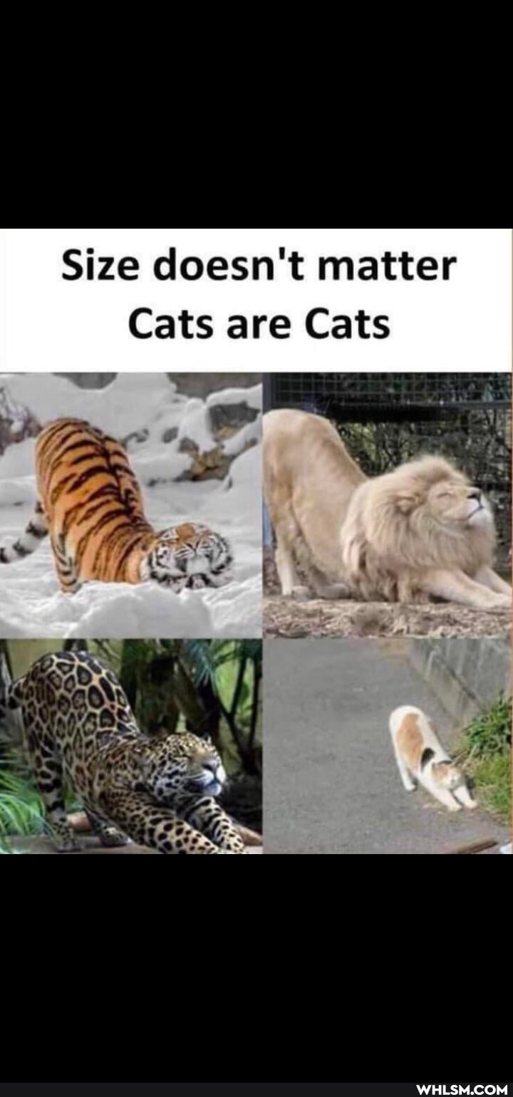 Size doesn't matter
Cats are Cats