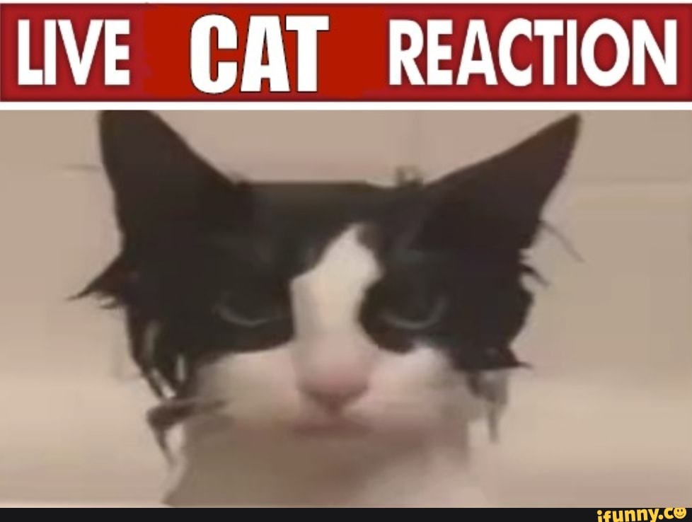 LIVE CAT REACTION - iFunny