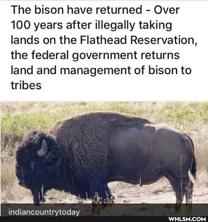 The bison have returned - Over
100 years after illegally taking lands on the Flathead Reservation, the federal government returns land and management of bison to tribes